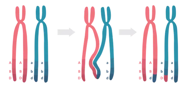 Profaza 1 mejozy: chromosomy homologiczne wymieniają fragmenty DNA, tworząc nowe kombinacje alleli A, B, D i a, b, d.
