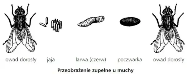 Jak rozmnażają się owady? Zaskakujące metody i strategie rozmnażania