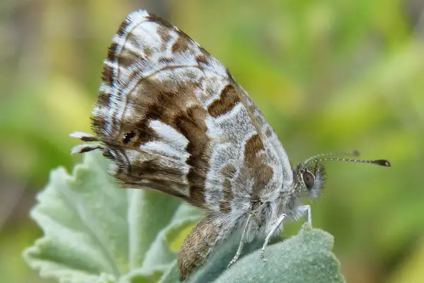 Farfalla del geranio, un insetticida naturale fai da te. Le sue ali marroni e bianche si mimetizzano perfettamente.