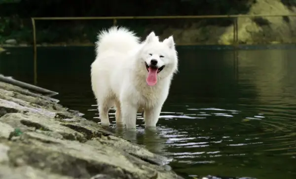 Uśmiechnięty samoyed, którego wielkość robi wrażenie, stoi w wodzie. Jego białe futro lśni, a język wystaje z pyska.