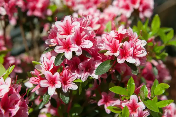 Kwitnący rododendron, piękny okaz do uprawy. Różowo-białe kwiaty azali tworzą gęste skupiska, otoczone zielonymi liśćmi.