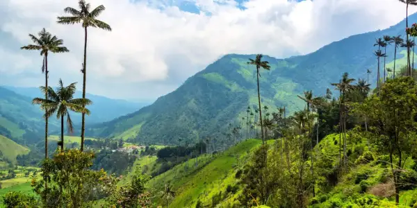 Valle de Cocora, Colombia que ver: palmas de cera altísimas se alzan sobre colinas verdes y un cielo nublado.