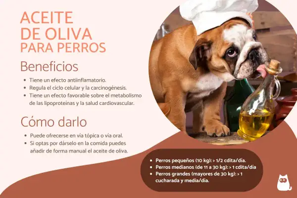 Un bulldog con gorro de chef lame aceite de oliva de una botella. El aceite de oliva es bueno para los perros, ofreciendo beneficios antiinflamatorios y cardiovasculares.