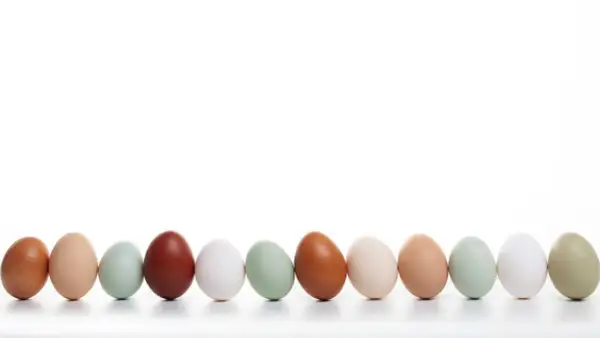 Eine Reihe von Hühnereiern in verschiedenen Farben, von braun über grün bis weiß. Welches Huhn legt rosa Eier? Diese hier nicht, aber sie sind trotzdem schön.