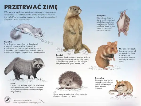 Jak zwierzęta przygotowują się do zimy? Wiewiórka, bocian, jeż