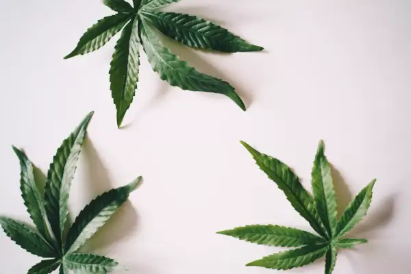 Ile rośnie marihuana? Poznaj etapy i przyspiesz zbiory!