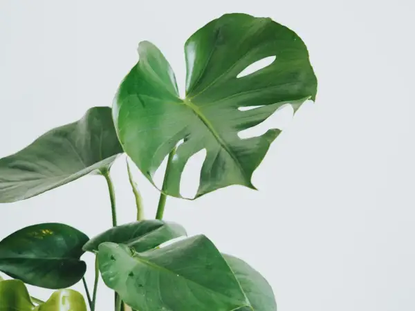 En grön monstera med sina karakteristiska blad. Vacker men monstera är giftig, så håll den borta från nyfikna husdjur.