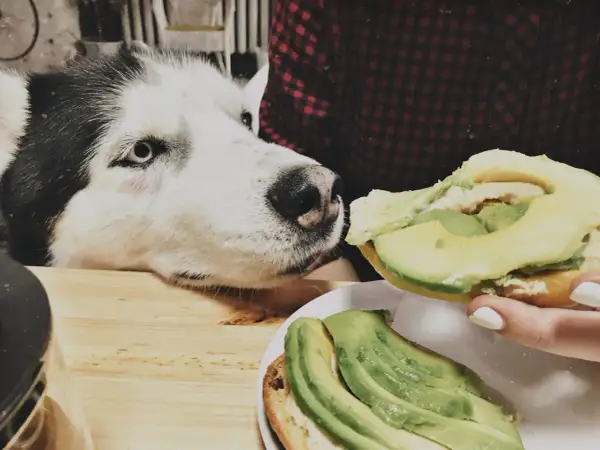 Siberian Husky z zaciekawieniem patrzy na kanapkę z awokado. Czy pies może jeść awokado? To pytanie nurtuje wielu właścicieli czworonogów.