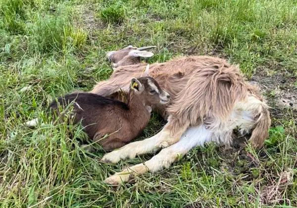 Une petite chèvre brune, l'air effrayée, se blottit contre une chèvre plus grande dans l'herbe.