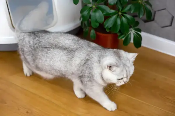 Un chat gris se dirige vers sa litière. Espérons qu'il n'y ait pas de litiere chat odeur désagréable !