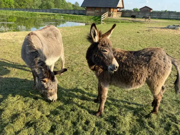 Urocze osiołki na łące. To idealne miejsce na agroturystykę ze zwierzętami, gdzie można podziwiać naturę i jej mieszkańców.