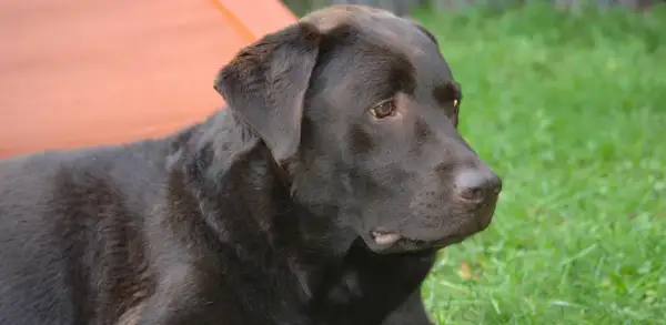 Ciemnobrązowy labrador leży na trawie. Czy labradory są agresywne? Ten łagodny piesek z pewnością zaprzecza tej tezie.