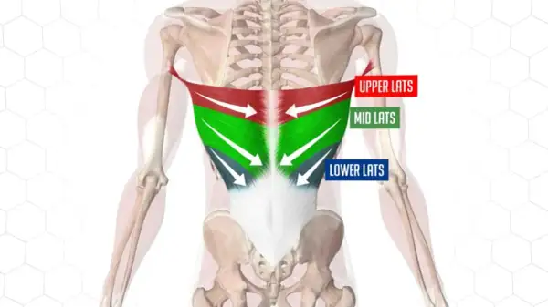 Anatomia pleców z zaznaczonymi mięśniami najszerszymi grzbietu (górne, środkowe, dolne).
