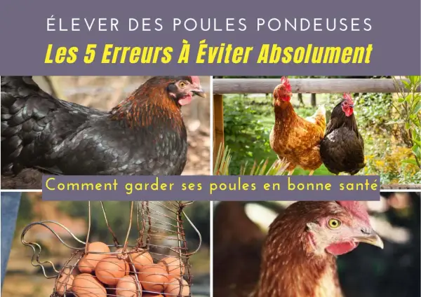 Élever des poules pondeuses demande attention. Découvrez comment garder vos poules en bonne santé et éviter les erreurs courantes.
