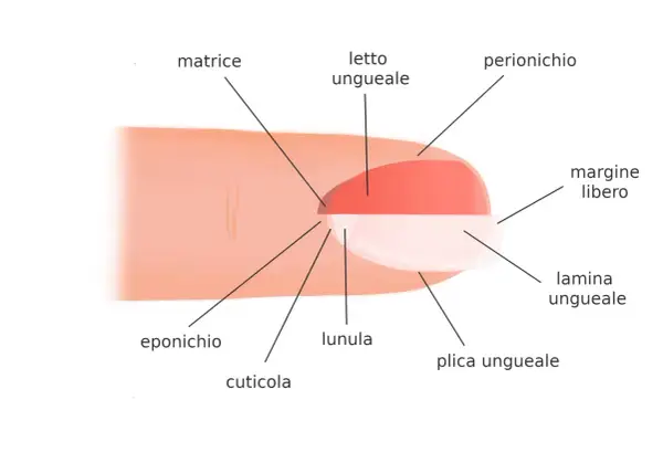 Illustrazione dell'unghia che mostra la matrice, il letto ungueale, la lunula, la cuticola, l'eponicchio, il perionichio, la lamina ungueale e il margine libero.