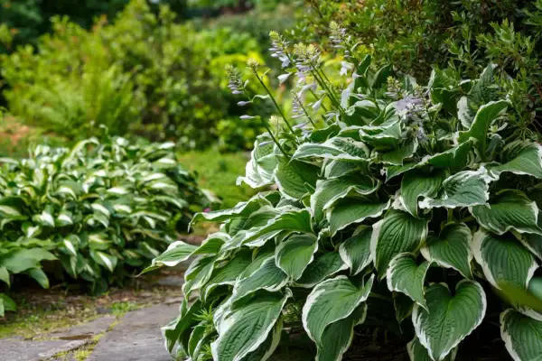 Kwitnąca hosta z zielono-białymi liśćmi na tle ogrodu.