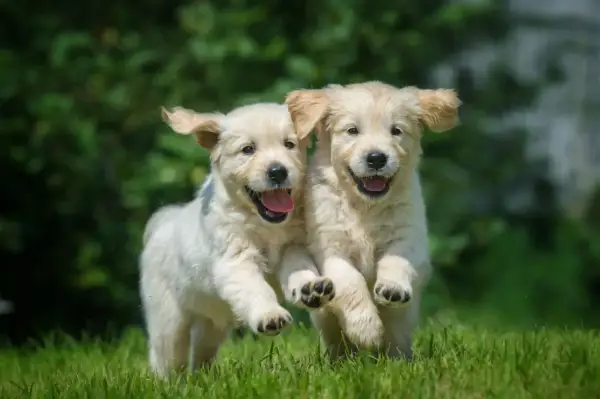 Dwa radosne szczenięta golden retriever biegające po trawie. Ich szczęśliwe mordki sugerują, że nawet podatek od psa nie zepsułby im dnia.