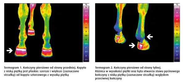 Termogramy końskich nóg. Na pierwszym widać kopyto szorstkowe z wysoką piętką. Na drugim strzałka wskazuje różnicę w piętce.
