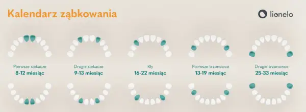 Ząbkowanie u niemowlaka: Ile trwa? Kalendarz, objawy i ulga!