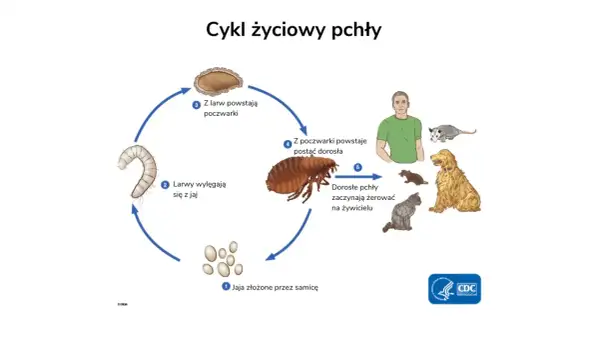 Cykl życiowy pchły: jaja, larwy, poczwarki, dorosłe pchły żerujące na żywicielu. Poznaj etapy, by wiedzieć, jak pozbyć się pcheł z domu.