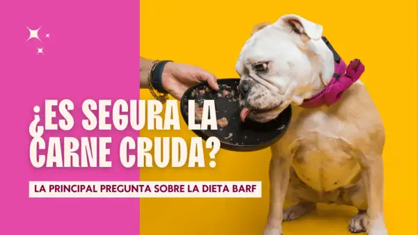 Un bulldog inglés come de un plato. El texto pregunta: "¿Es segura la carne cruda para los perros?".