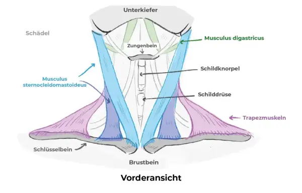 Schematische Darstellung der Anatomie des Halses mit Muskeln wie M. sternocleidomastoideus und M. digastricus, sowie Schildknorpel und Schilddrüse.