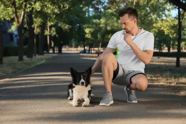 Trener z gwizdkiem trenerskim w ustach kuca przy swoim psie na ścieżce w parku.