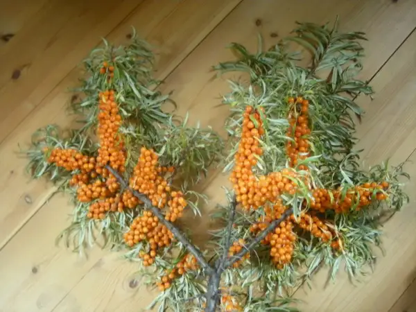 Grenar med rikligt med orange havtorn, redo att plocka.