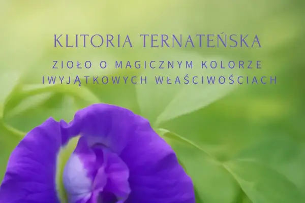 Klitoria ternateńska: zioło o magicznym kolorze. Poznaj jego wyjątkowe właściwości i klitoria ternateńska przeciwwskazania.