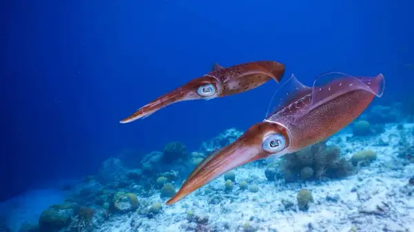 Zwei Tintenfische schwimmen über Korallen. Ein spannendes Erlebnis beim Tintenfisch angeln.