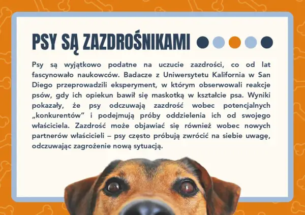Psy są zazdrośnikami! Dowiedz się więcej o psich emocjach w naszym quizie o psach. Ciekawostki o czworonogach.