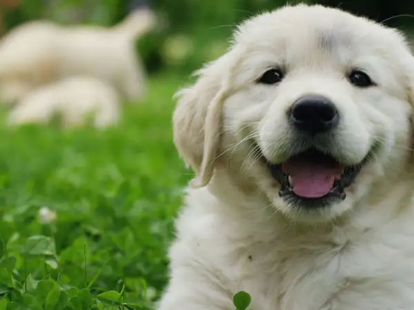 Uśmiechnięty szczeniak golden retriever, idealny kandydat na imię dla pieska.