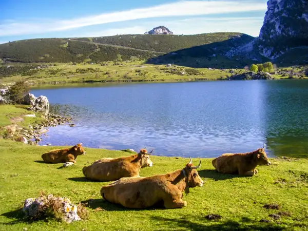 Vacas pastando junto a un lago azul en los Picos de Europa. Averiguar cuanto cuesta subir a los Lagos de Covadonga es fácil, ¡pero la vista es gratis!