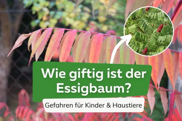 Essigbaum mit roten Beeren und bunten Blättern. Text: "Wie giftig ist der Essigbaum? Gefahren für Kinder & Haustiere".