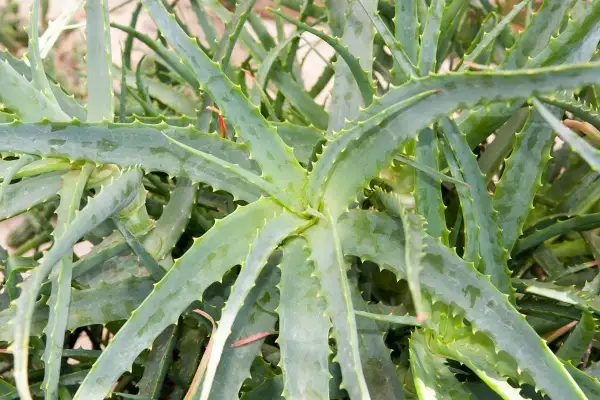Gros plan sur des feuilles d'aloe vera charnues et dentelées, prêtes à être taillées pour leurs bienfaits.