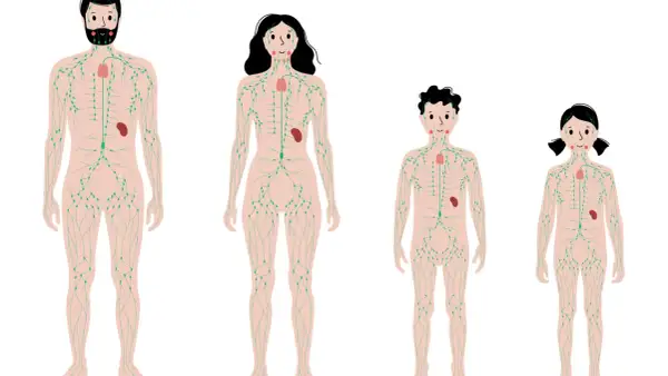 Schema des menschlichen Lymphsystems, das die Lymphdrainage Richtung von Kopf bis Fuß zeigt.
