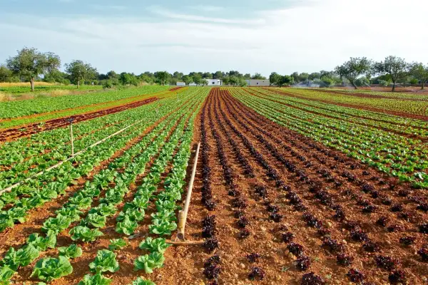 Qué plantamos en febrero: las mejores opciones para tu jardín