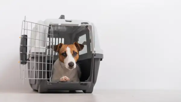 Un adorable Jack Russell attend patiemment dans sa cage transport chien aluminium, prêt pour l'aventure.