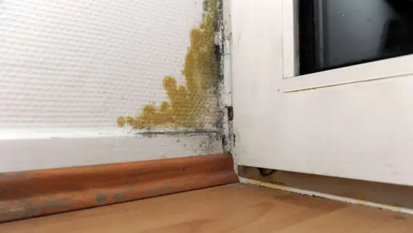 Gelber und schwarzer Schimmel unten an der Wand, nahe dem Fensterrahmen. Feuchtigkeitsproblem sichtbar.