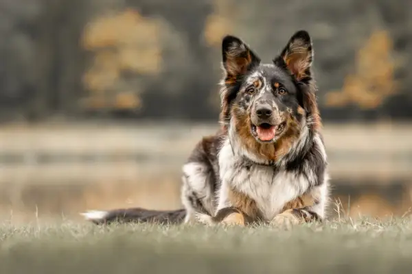 Ein wunderschöner Australian Shepherd Samojede Mix liegt entspannt im Gras. Sein Fell ist mehrfarbig, mit braunen, schwarzen und weißen Flecken.