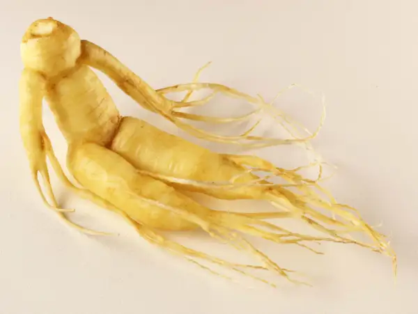 Żółty korzeń żeń-szenia, przypominający ludzką postać, jest podstawą ekstraktu panax ginseng.