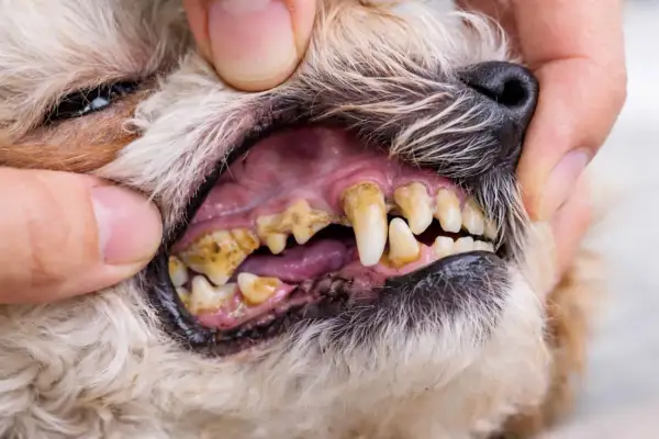 Boca de perro con sarro severo en los dientes. Las encías están inflamadas y los dientes amarillentos y cubiertos de placa.