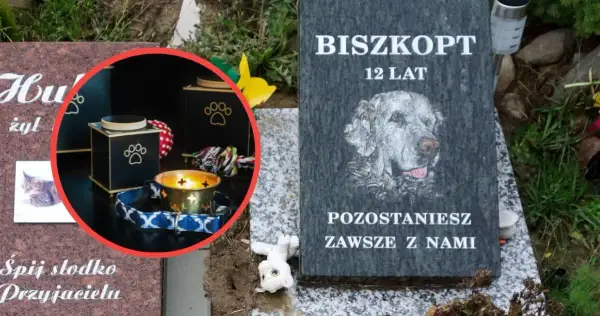 Ile kosztuje kremacja zwierząt? Sprawdź ceny i ważne informacje