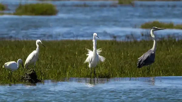 La fauna de la foz exhibe garzas blancas y una garza real gris en un paisaje acuático con vegetación.