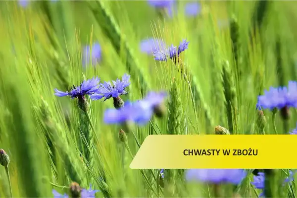 Purpurowy chwast zbożowy: jak go rozpoznać i uniknąć problemów w uprawach
