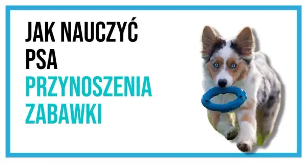Jak nauczyć psa aportowania? Uroczy piesek z niebieską zabawką w pysku biegnie, gotowy do zabawy.