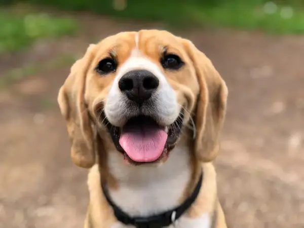 Uśmiechnięty beagle z wystawionym językiem. Szukasz imiona dla psa na F? Może Fafik, Fido, Fuks?