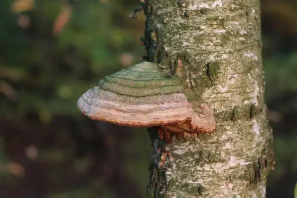 Huba na drzewie, z zielonymi i beżowymi pierścieniami, wyrasta z pnia brzozy.