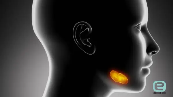 Anatomia głowy z podświetloną ślinianką przyuszną.