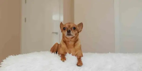 En brun chihuahua ligger på en vit, fluffig yta. Kanske är det dags att få hund att gå upp i vikt med extra god mat?